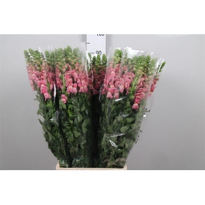 Antir Avignon C Rose