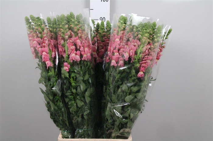 <h4>Antir Avignon C Rose</h4>