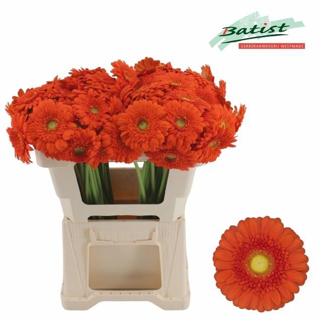 <h4>GE MI DORITO</h4>