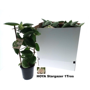 HOYA CALYC STARGAZER