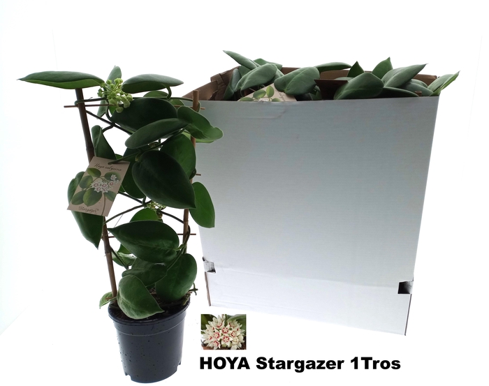 <h4>HOYA CALYC STARGAZER</h4>