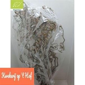 Coryl Av Contorta 130cm