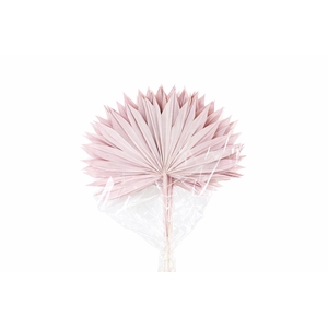 Dried Palm Sun 6pc Light Pink Bunch