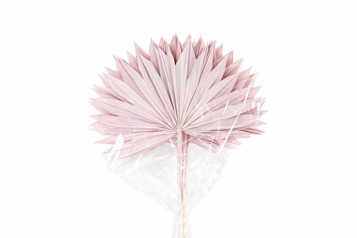 <h4>Dried Palm Sun 6pc Light Pink Bunch</h4>