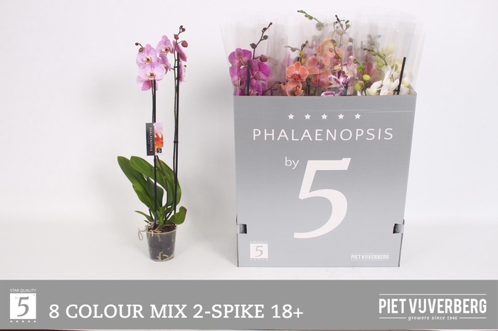 <h4>PHAL GEM 8 KL</h4>
