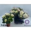 Hydr M Crystal Palac