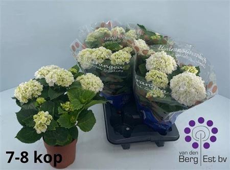 Hydr M Crystal Palac