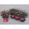 Argyranthemum frutescens 'Simba Pink with Eye'