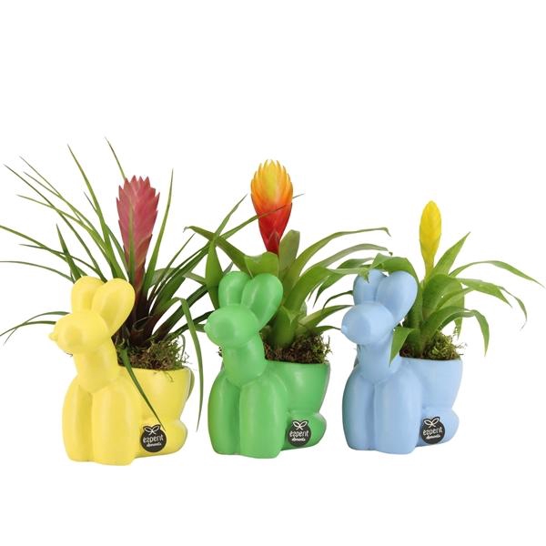 <h4>Arrangementen kamerplanten 6%</h4>