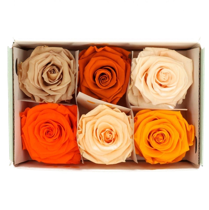 <h4>Preserved Rose 6cm</h4>