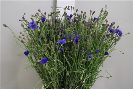 <h4>Centau Cyanus</h4>