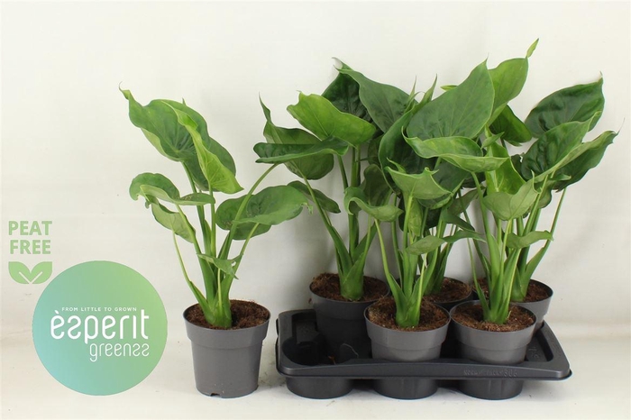 <h4>Alocasia cucullata</h4>