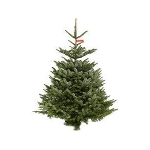 KERSTBOOM 2.25/2.50