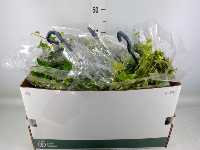 <h4>Hedera   ...mix</h4>