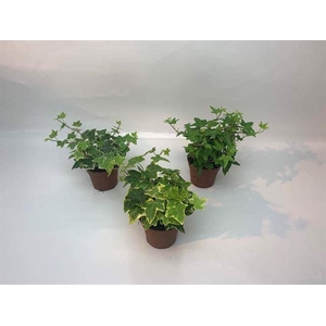 Hedera helix gemengd