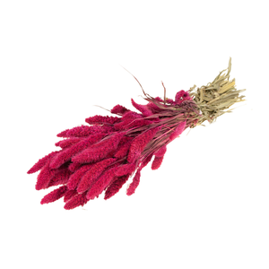 Setarea Cerise