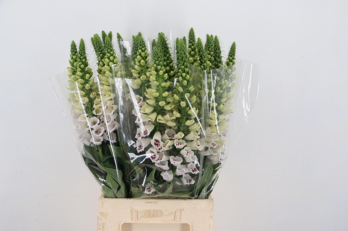 <h4>DIGI CAMELOT WHITE</h4>