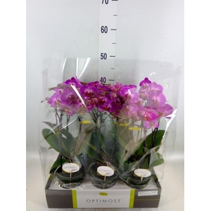 Phalaenopsis multi.   ...lilac