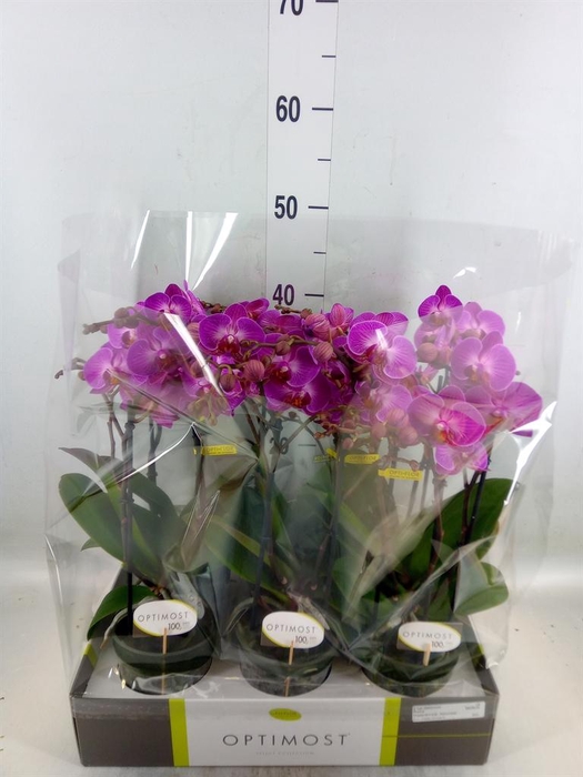 <h4>Phalaenopsis multi.   ...lilac</h4>
