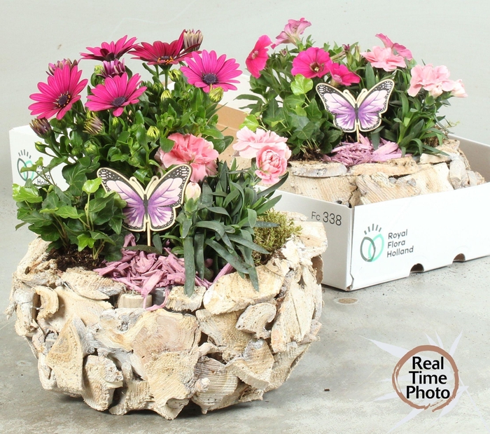 <h4>ARR TUINPLANTEN</h4>