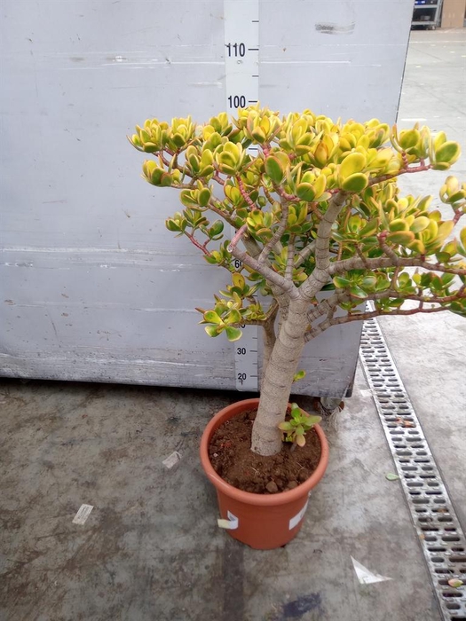 <h4>Crassula ovata 'Sunset'</h4>