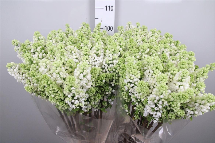 <h4>Syr V Mme Fl Stepman 4+</h4>