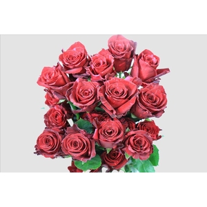 Rosa ec red panther