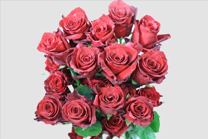 <h4>Rosa ec red panther</h4>