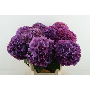 Hydr M Purple Haze 60-20
