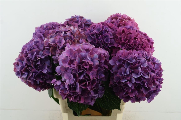 <h4>Hydr M Purple Haze 60-20</h4>