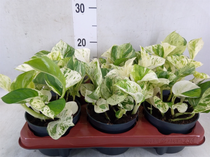 <h4>Epipremnum pinn. 'Happy Leaf'</h4>