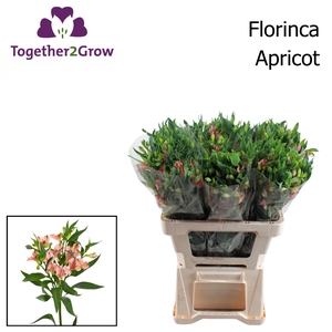 ALST FL CHARMELIA APRICOT