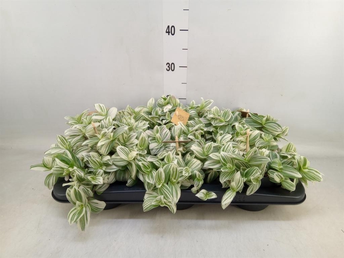 <h4>Tradescantia ...</h4>