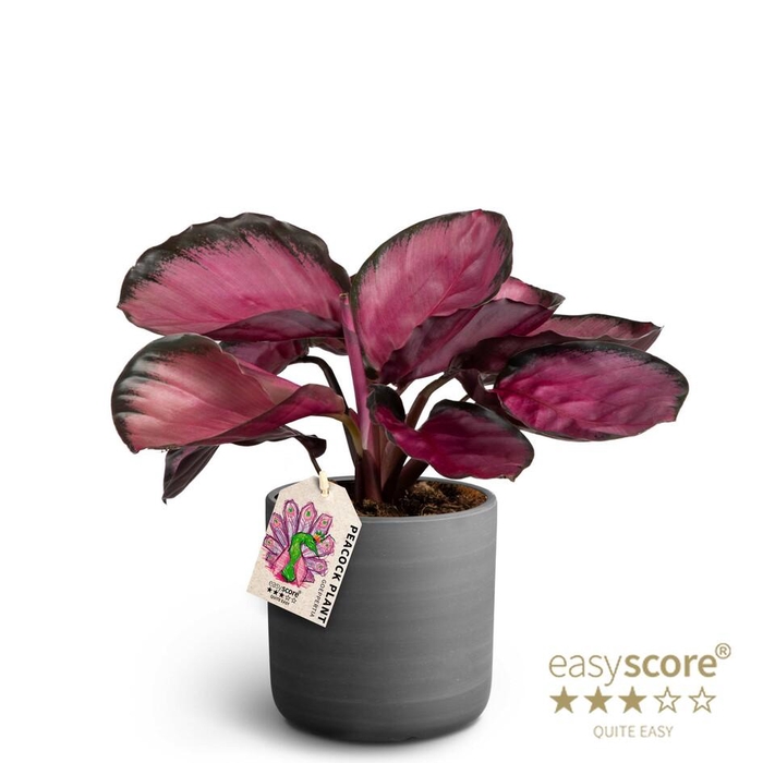<h4>CALATHEA SPECIES</h4>