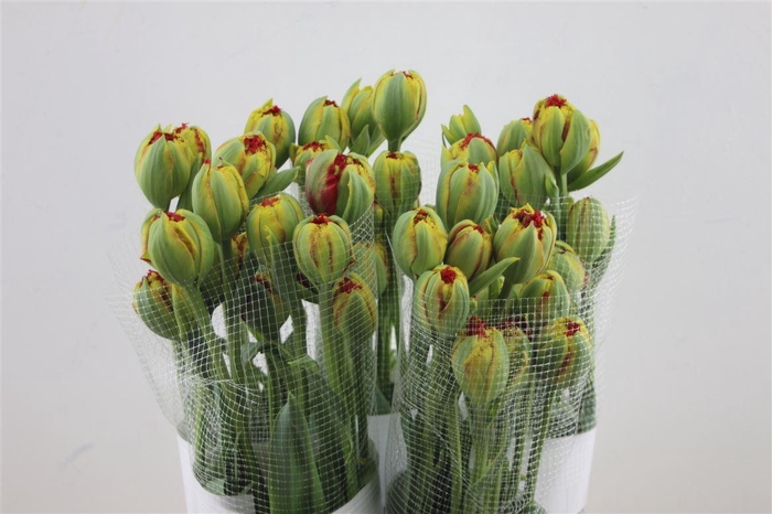 <h4>Tu Du Fr Silvia"s Beauty</h4>