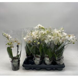 PHAL GEM