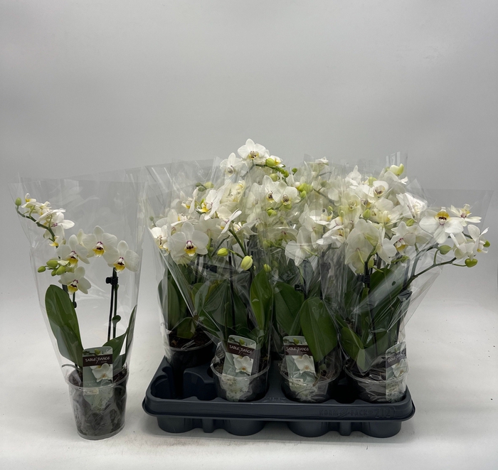 <h4>PHAL GEM</h4>