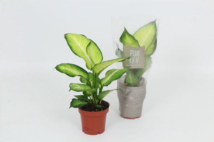 <h4>Purify Dieffenbachia Summer Style 12 cm</h4>
