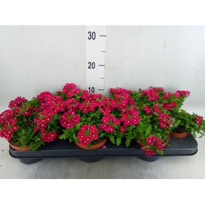 Verbena   ...