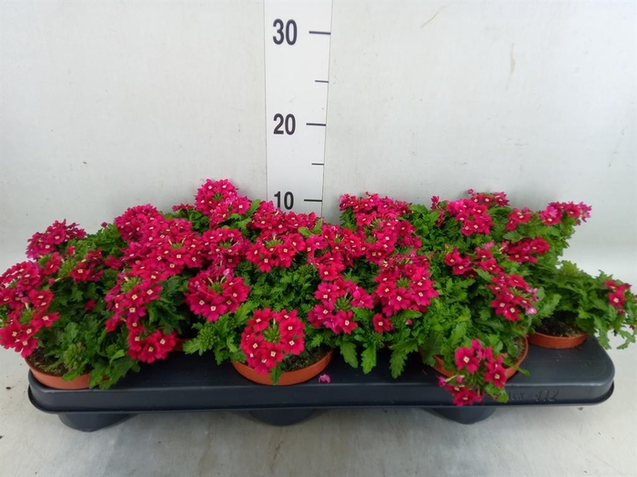 <h4>Verbena   ...</h4>