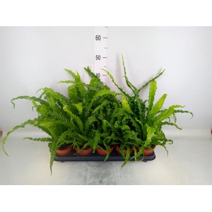 Asplenium antiquum 'Osaka'