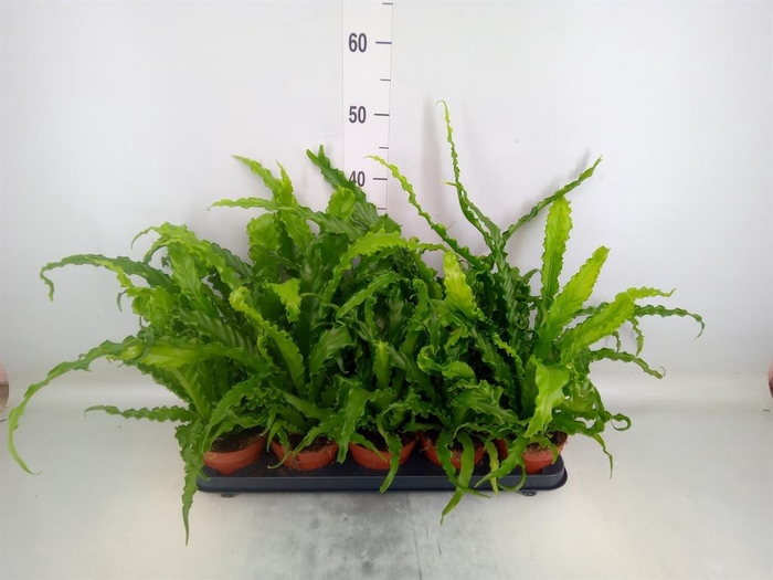 <h4>Asplenium antiquum 'Osaka'</h4>