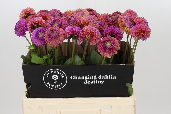 <h4>Dahlia Caitlin's Joy</h4>