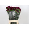 Dianthus St Purple Damascus