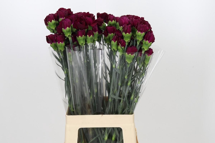 Dianthus St Purple Damascus