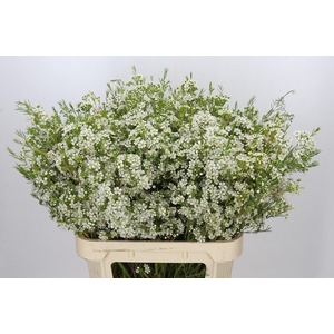 Chamelaucium Ofir