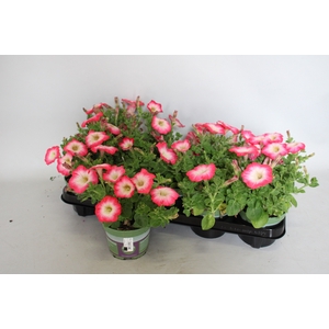 Petunia Surfinia Coral Morn