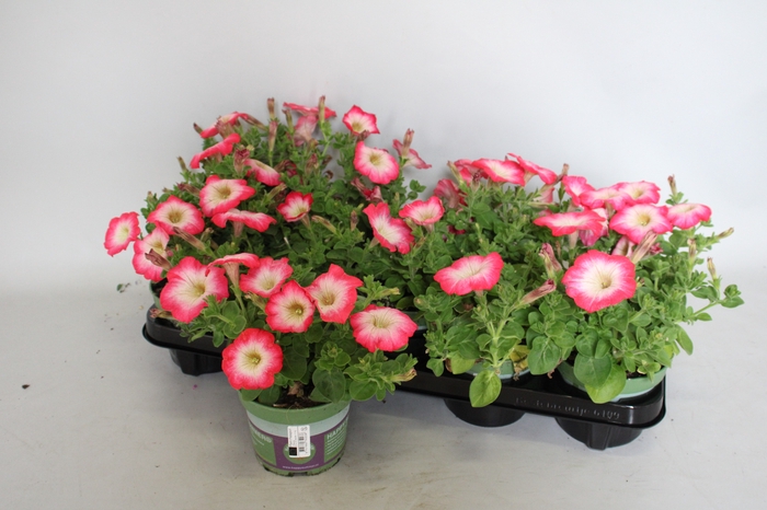 <h4>Petunia Surfinia Coral Morn</h4>