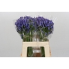 Agapanthus Blue Heaven