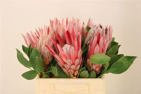 <h4>Protea Cynaroides</h4>